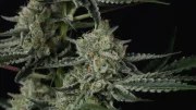 Banana Guava Auto™ – product view 8