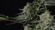 Banana Guava Auto™ – product view 9