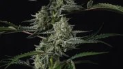 Banana Guava Auto™ – product view 10