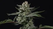 Banana Guava Auto™ – product view 11