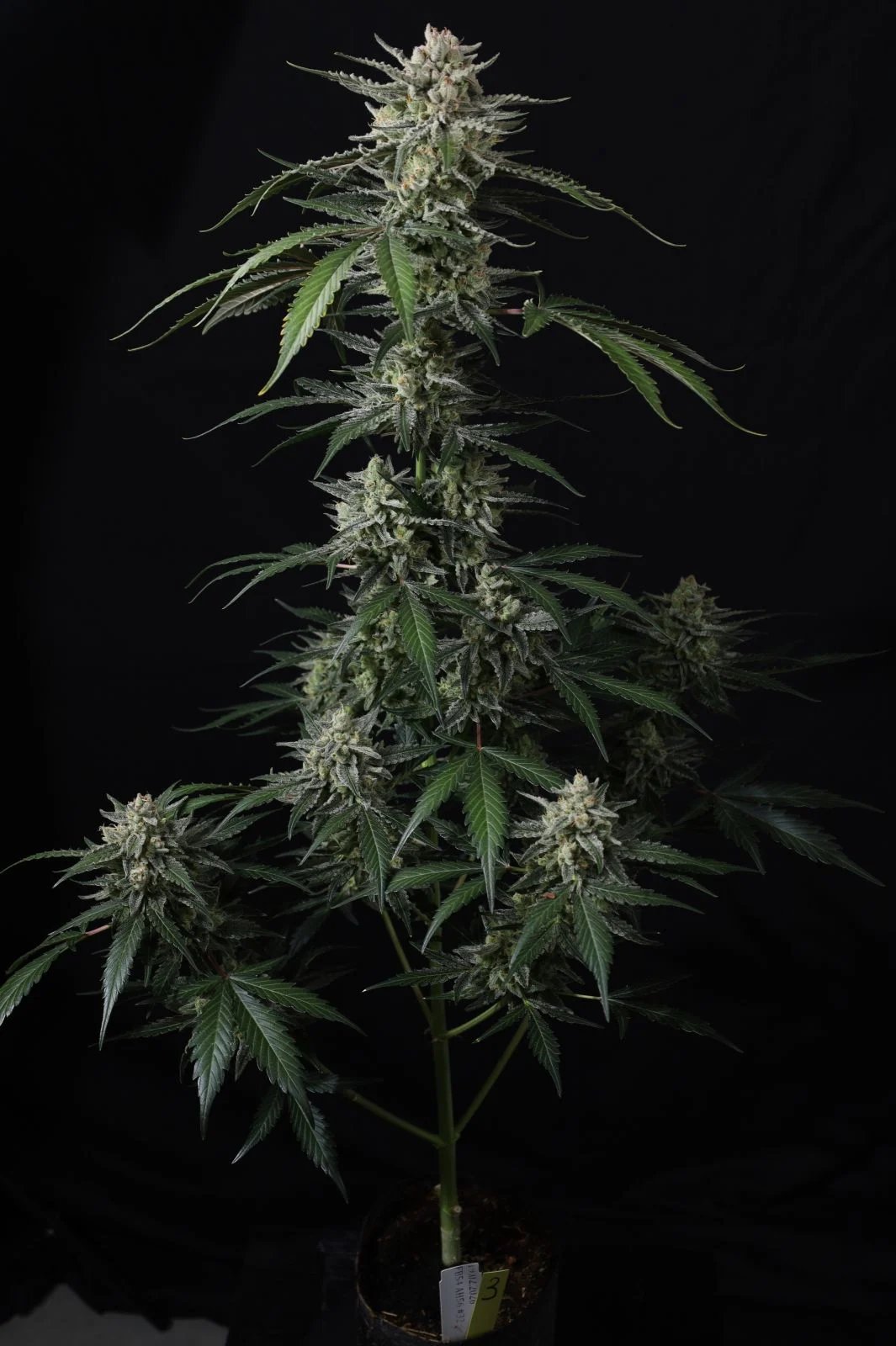 Banana Guava Auto™ – FastBuds – Autoflowering