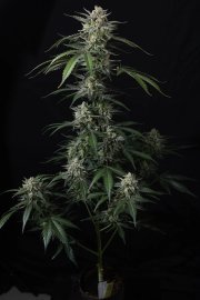 Banana Guava Auto™ – FastBuds – Autoflowering
