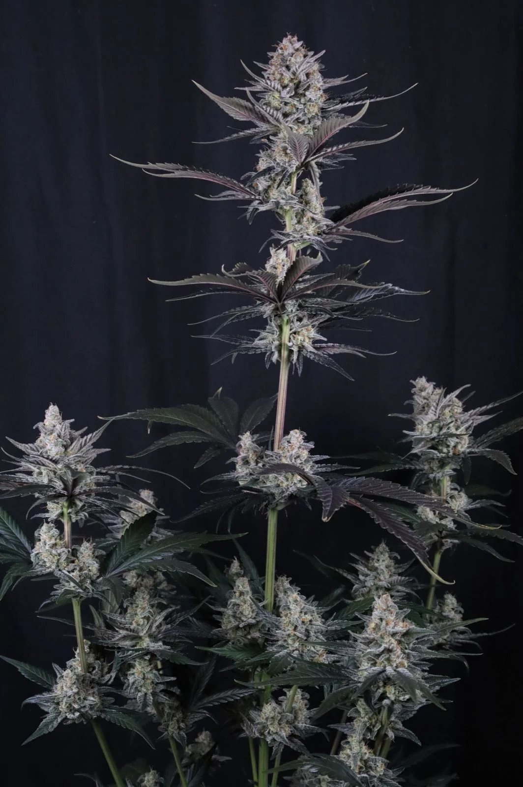 Mendo Guava Auto™ – FastBuds – Autoflowering
