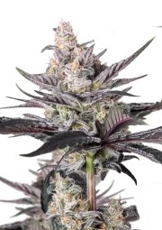 Mendo Guava Auto™ – product view 1