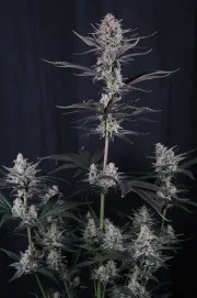 Mendo Guava Auto™ – product view 2