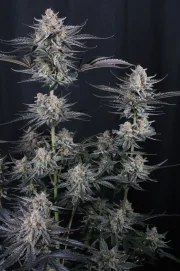 Mendo Guava Auto™ – product view 3
