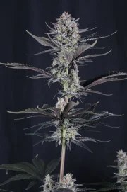 Mendo Guava Auto™ – product view 4