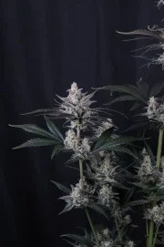 Mendo Guava Auto™ – product view 5