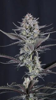 Mendo Guava Auto™ – product view 6