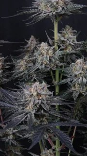 Mendo Guava Auto™ – product view 7
