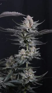 Mendo Guava Auto™ – product view 8