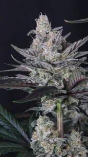Mendo Guava Auto™ – product view 9