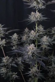 Mendo Guava Auto™ – product view 10