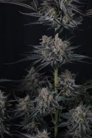 Mendo Guava Auto™ – product view 11