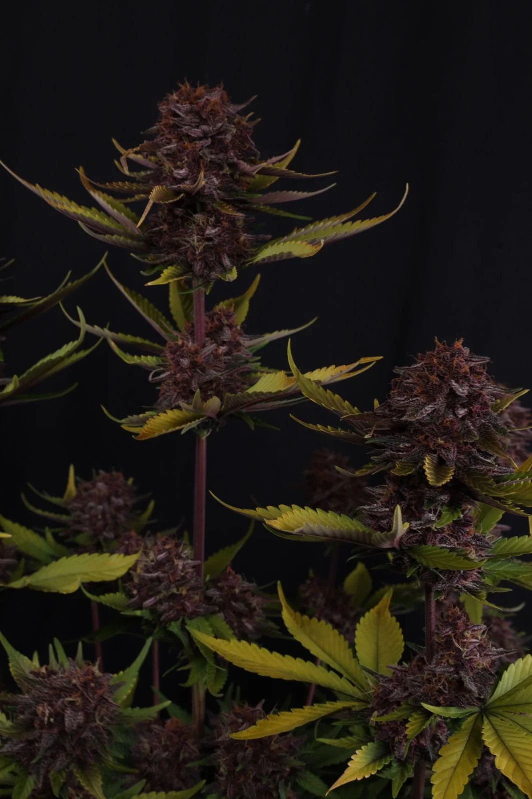 Purple Lemonade Auto RF3™ – FastBuds – Autoflowering