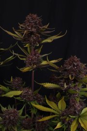Purple Lemonade Auto RF3™ – FastBuds – Autoflowering