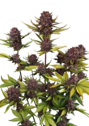 Purple Lemonade Auto RF3™ – product view 1