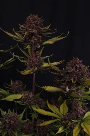 Purple Lemonade Auto RF3™ – product view 2
