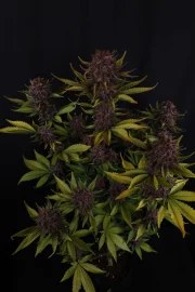 Purple Lemonade Auto RF3™ – product view 3