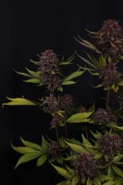 Purple Lemonade Auto RF3™ – product view 4