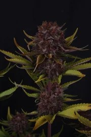 Purple Lemonade Auto RF3™ – product view 5