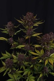 Purple Lemonade Auto RF3™ – product view 6