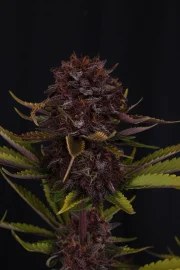 Purple Lemonade Auto RF3™ – product view 7