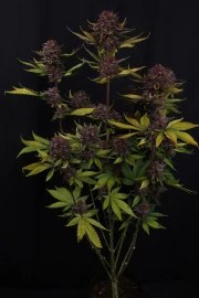 Purple Lemonade Auto RF3™ – product view 8