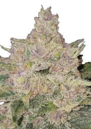 Banana Cherry Cookies Auto™ – product view 1