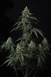 Banana Cherry Cookies Auto™ – product view 2