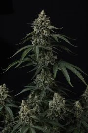 Banana Cherry Cookies Auto™ – product view 3