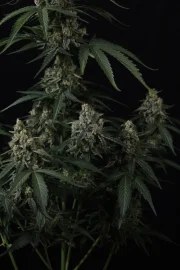 Banana Cherry Cookies Auto™ – product view 4
