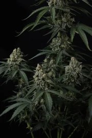 Banana Cherry Cookies Auto™ – product view 5