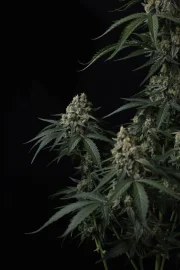 Banana Cherry Cookies Auto™ – product view 6