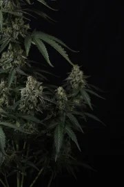 Banana Cherry Cookies Auto™ – product view 7