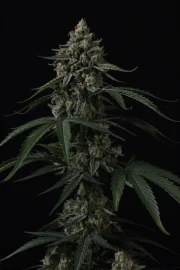 Banana Cherry Cookies Auto™ – product view 8