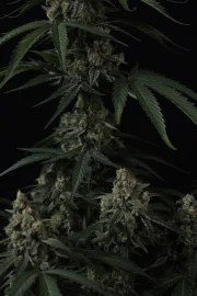Banana Cherry Cookies Auto™ – product view 9