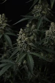 Banana Cherry Cookies Auto™ – product view 10