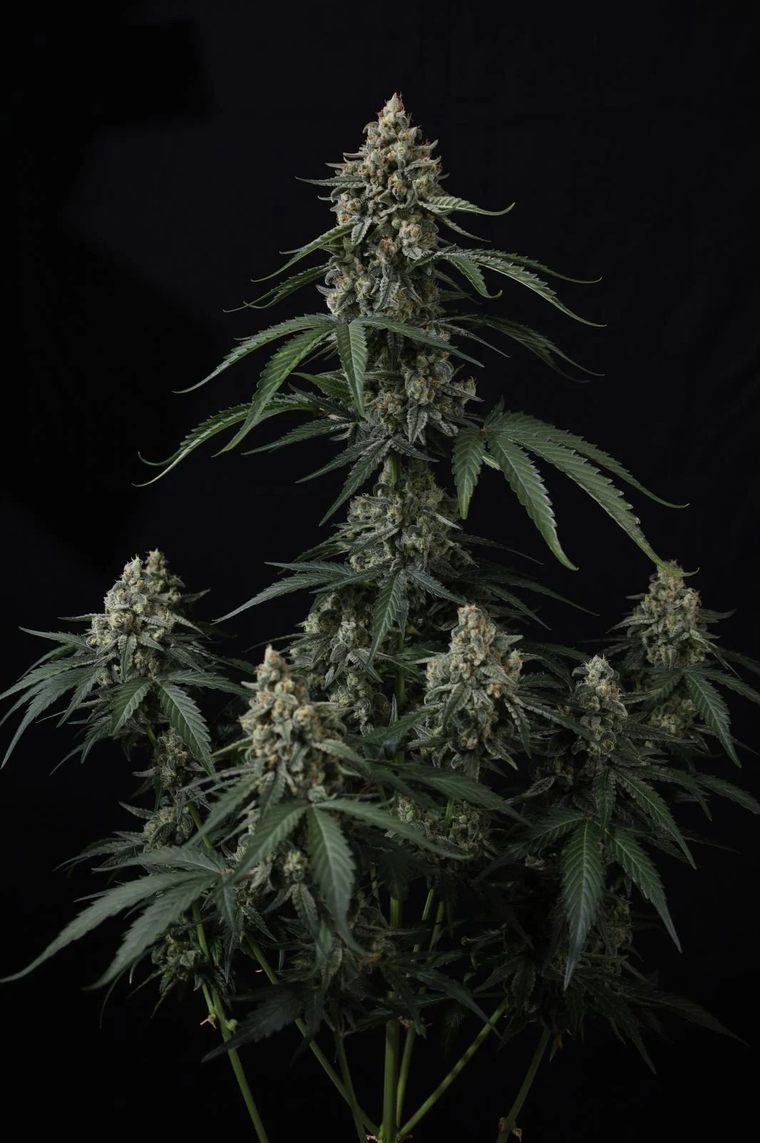 Banana Cherry Cookies Auto™ – FastBuds – Autoflowering
