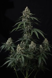 Banana Cherry Cookies Auto™ – FastBuds – Autoflowering