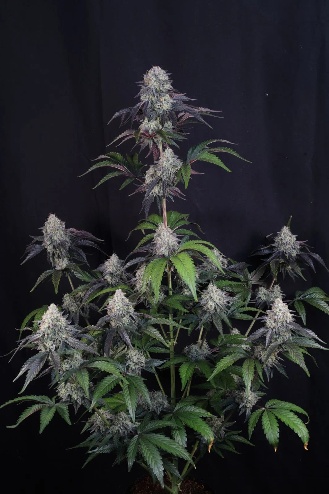 Sundae Frost Auto™ – FastBuds – Autoflowering