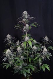 Sundae Frost Auto™ – FastBuds – Autoflowering
