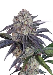 Sundae Frost Auto™ – product view 1