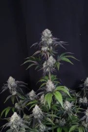 Sundae Frost Auto™ – product view 3