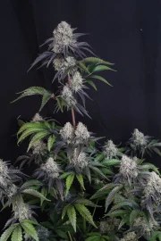 Sundae Frost Auto™ – product view 4