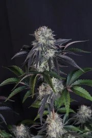 Sundae Frost Auto™ – product view 5