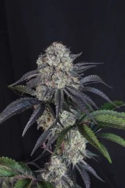 Sundae Frost Auto™ – product view 6