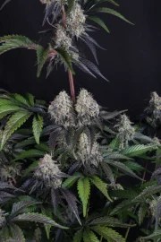 Sundae Frost Auto™ – product view 7