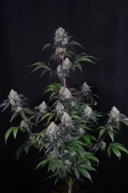 Sundae Frost Auto™ – product view 8