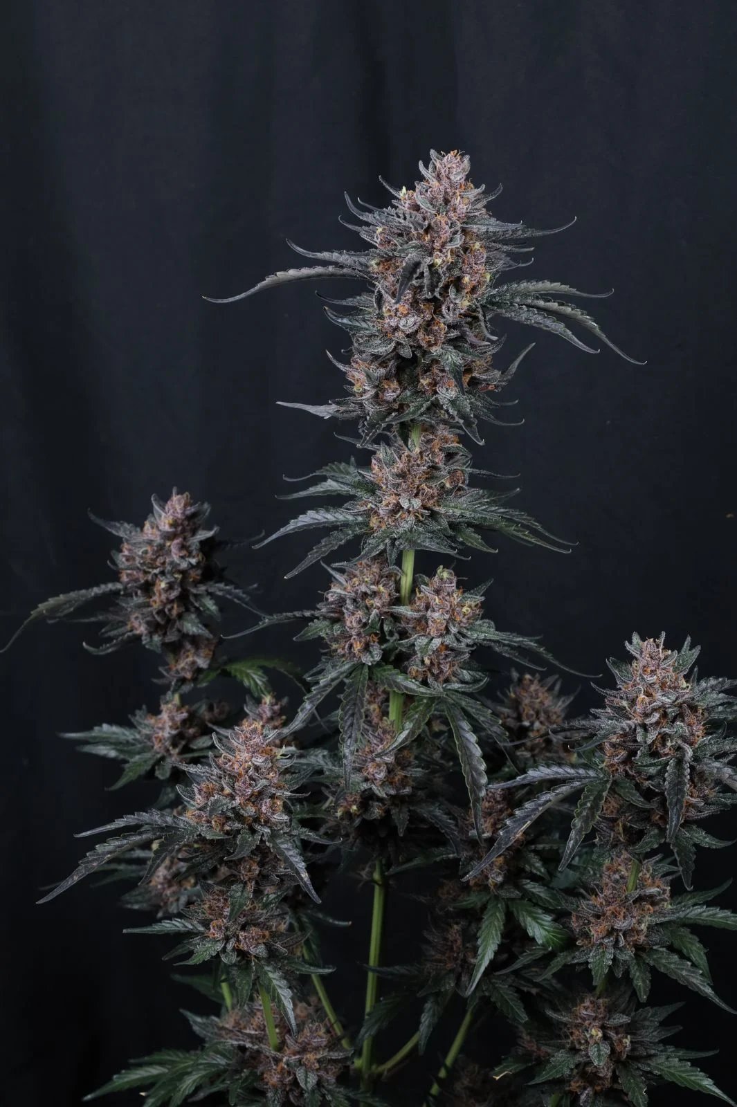 Mango Cherry Runtz Auto™ – FastBuds – Autoflowering